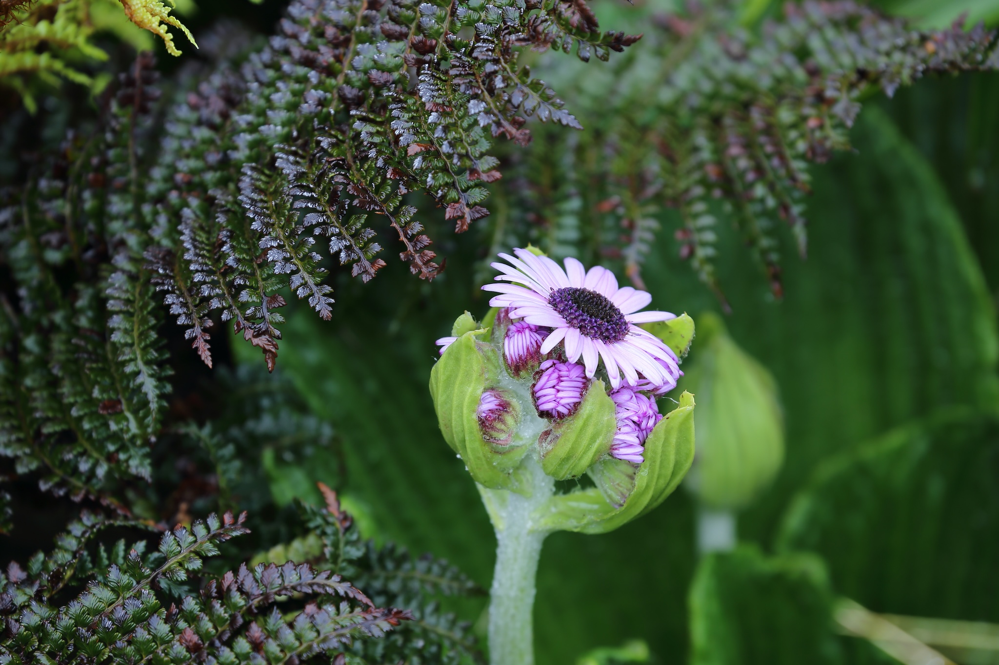 Pleurophyllum Speciosum